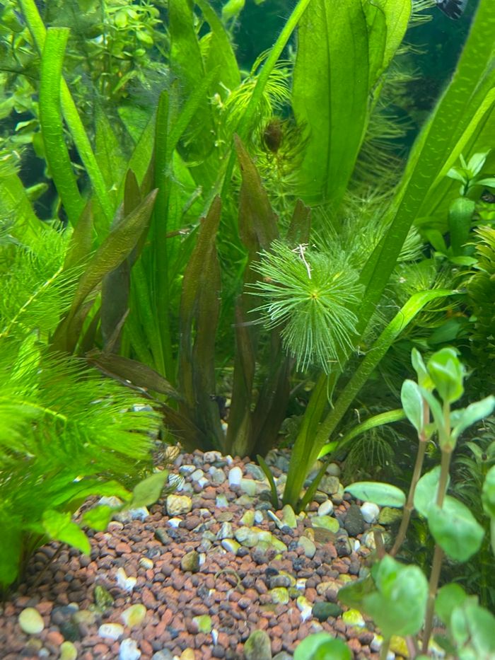 Boutures plante d’aquarium - photo numéro 3