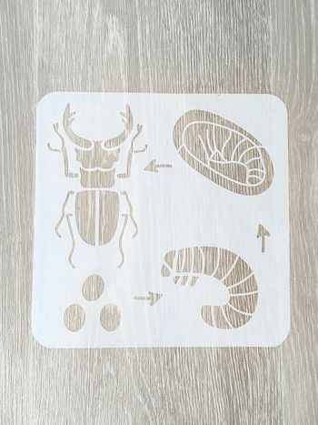 Pochoir du cycle de vie du lucarne cerf-volant