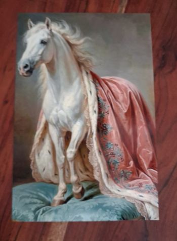 Photographie cheval