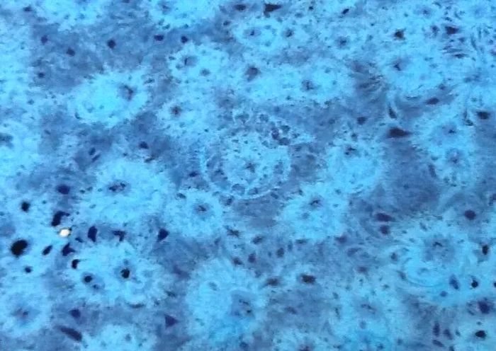 Coupelle de présentation Céramique émaillée, mouchetée bleu marin - photo numéro 3