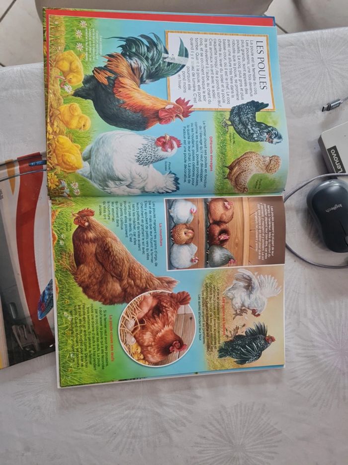 Les animaux de la ferme - photo numéro 4