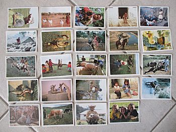 Collection de 181 images Poulain – Années 1980