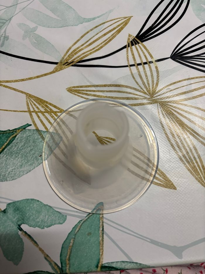 Perifit téterelle - photo numéro 3