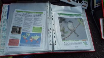 Fiches d'oiseaux.