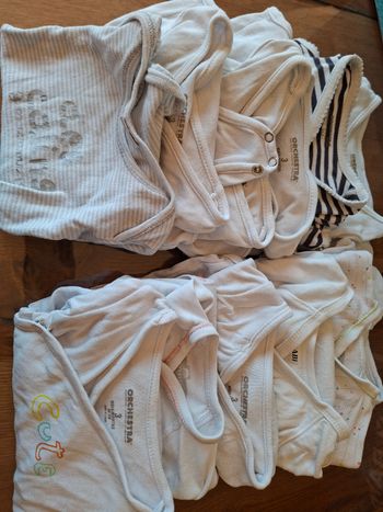 Lot 12 bodies