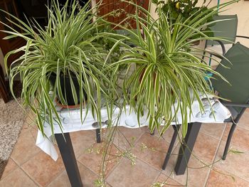 Plante verte d appartement 