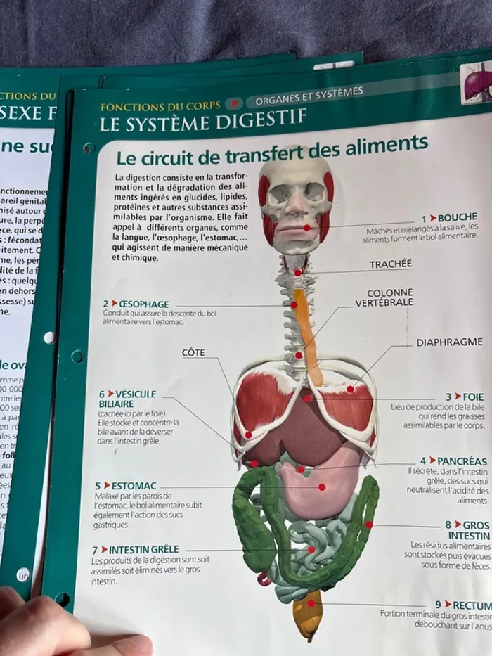 Lots de fiches anatomie physiologie santé - photo numéro 2