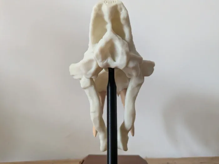 Crâne de tigre à dents de sabre smilodon - photo numéro 18