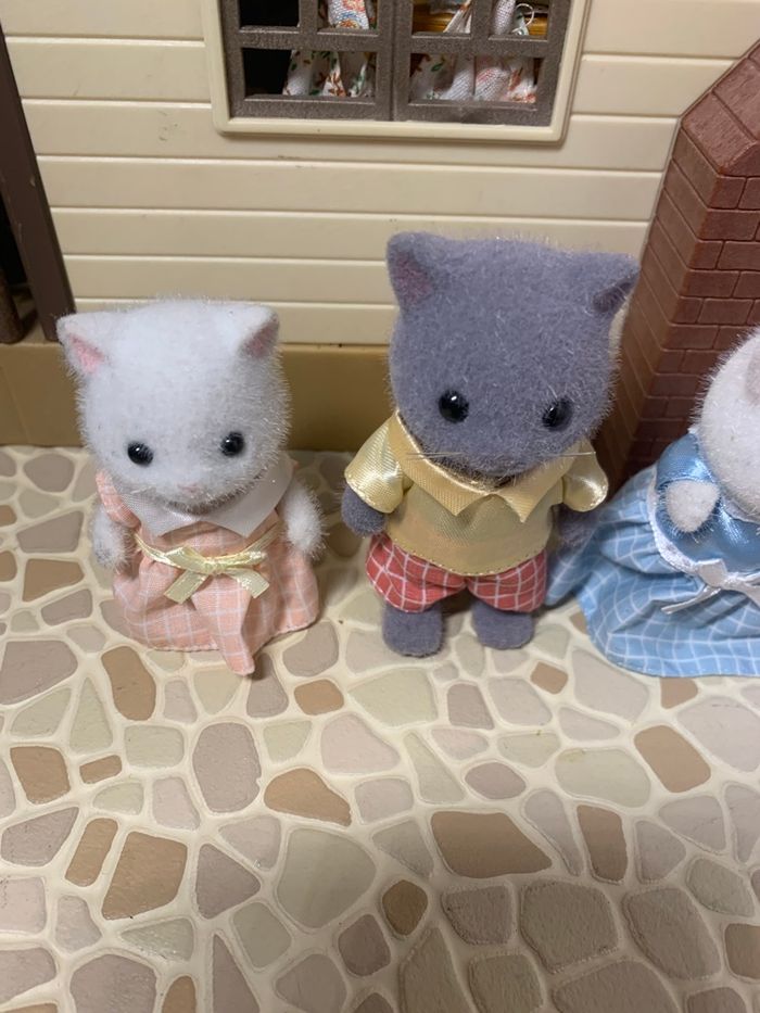 Persian cat family  5455 - photo numéro 4