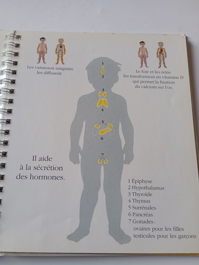 La vie du Corps - photo numéro 5