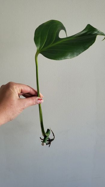 Monstera burble marx flame