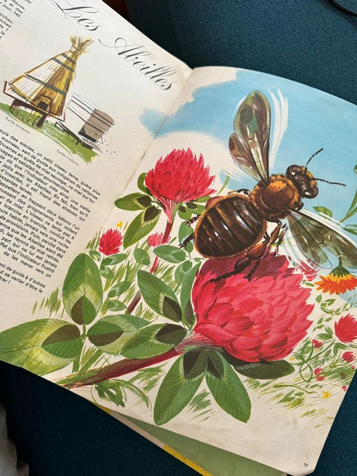 Grand album Hachette livre encyclopédie couleurs Le Monde des Animaux Pierre Probst (Caroline) - photo numéro 11