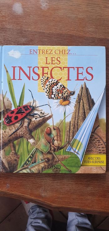 Entrez chez... Les insectes