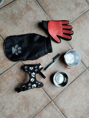 accessoires petit chien