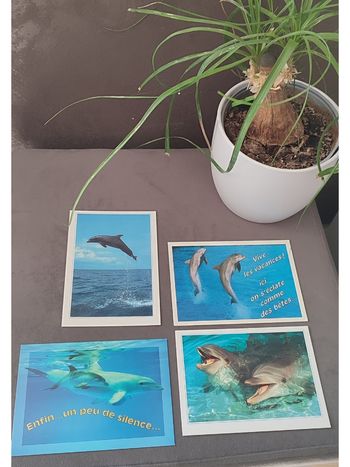 Lot de 4 cartes postales dauphins