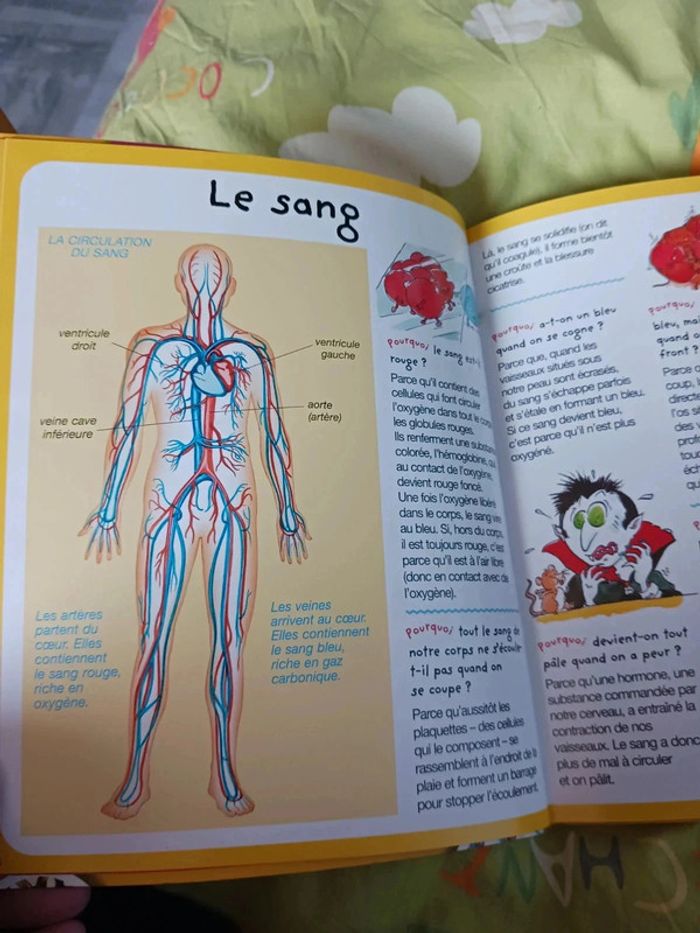 🧠📘 Le Corps expliqué aux enfants – Ludique, coloré et éducatif ! - photo numéro 4