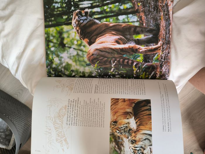 Livre sur les tigres - photo numéro 3