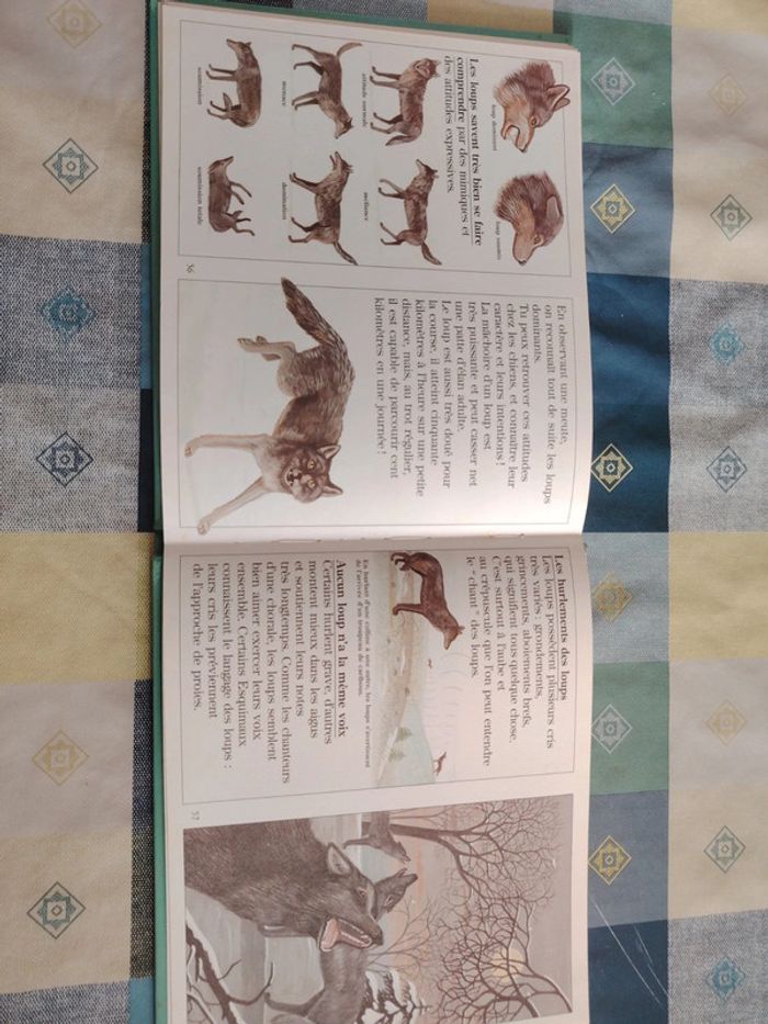 Livre sur le loup - photo numéro 17