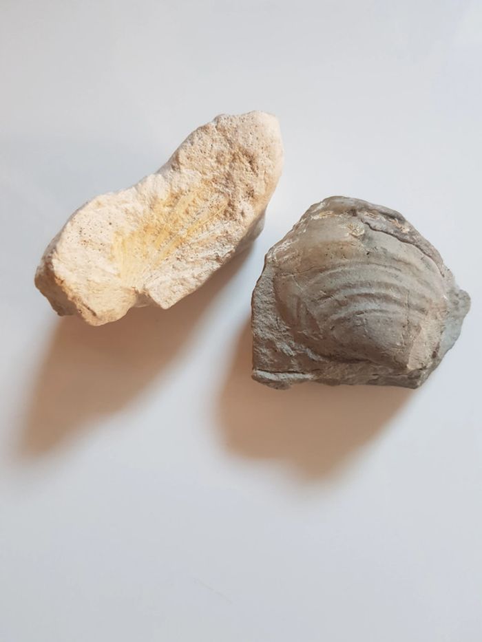 Fossils de coquillages - photo numéro 2