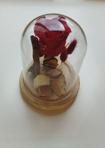 Rose sous cloche
