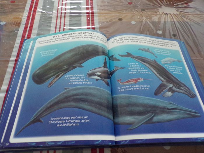 Livre L'imagerie de la mer  Fleurus - photo numéro 2
