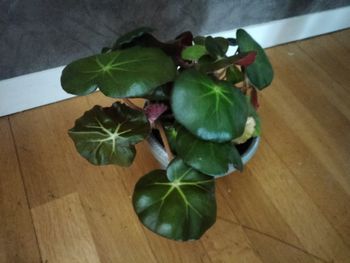 Plante BEGONIA X ERYTHROPHYLLA