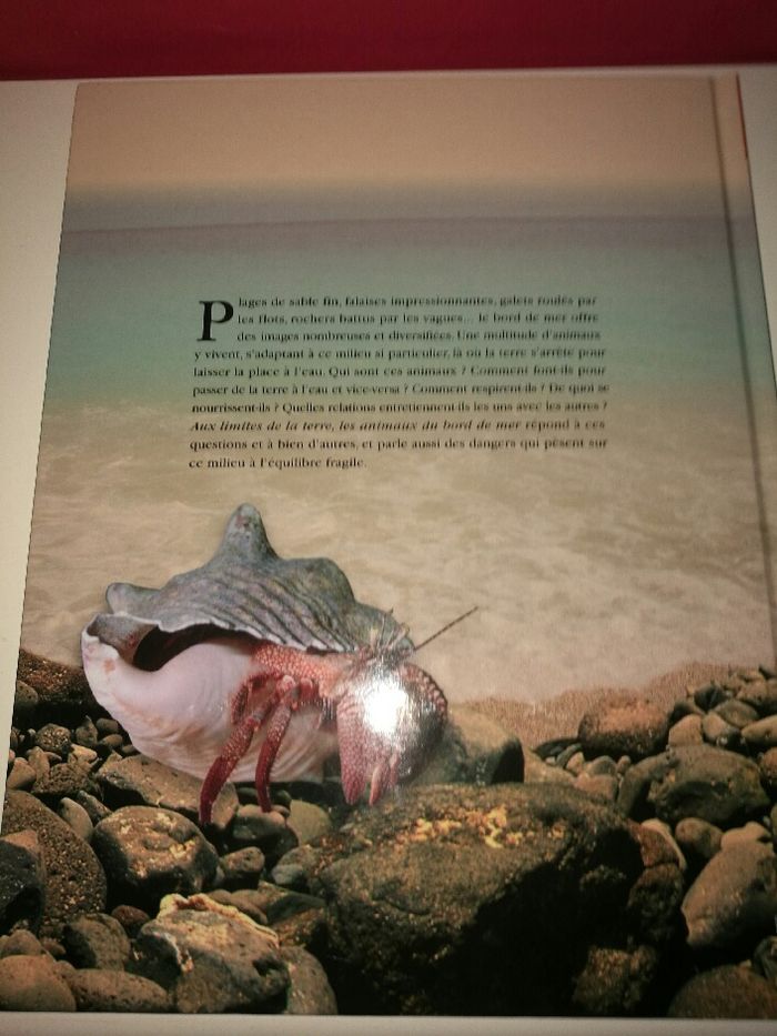 Livre Les animaux du bord de mer - photo numéro 2