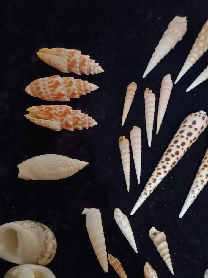 Lot coquillages - photo numéro 10