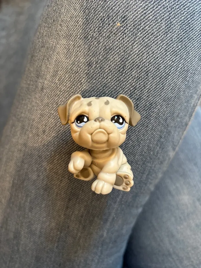 Pet shop bullbog