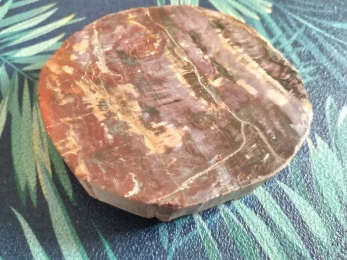Belle tranche de bois fossilisé - photo numéro 4