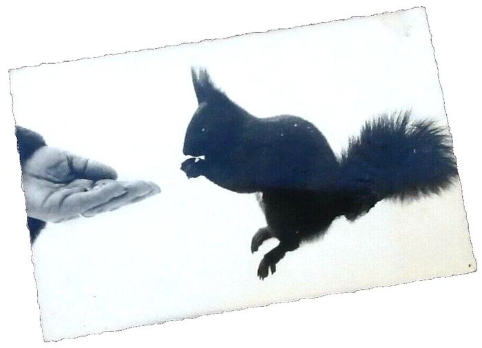 Carte postale ancienne Animaux de nos Montagnes L' écureuil