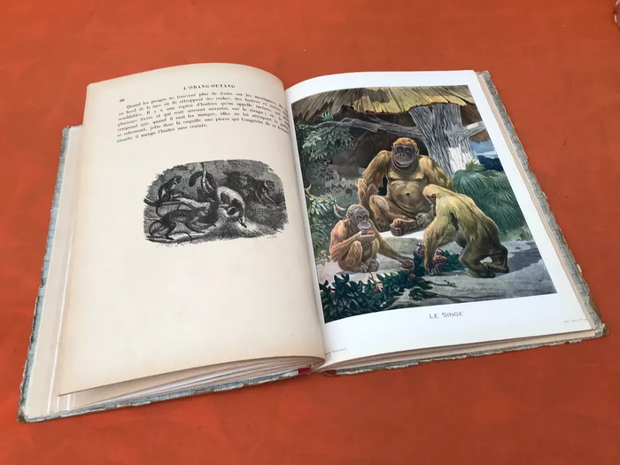 Les Animaux Sauvages et Domestiques (Mai 1929) Garnier Frères Paris - photo numéro 7