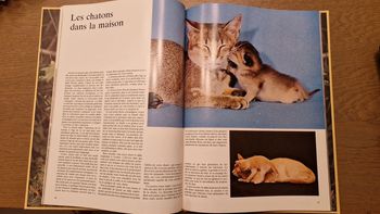 Les chatons en très  bon etat