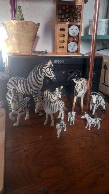Lot zèbres