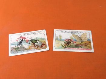 2 Chromos anciens Les insectes nuisibles à détruire Ordre des Coléoptères