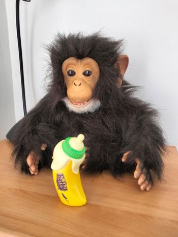 Cuddle chimp
