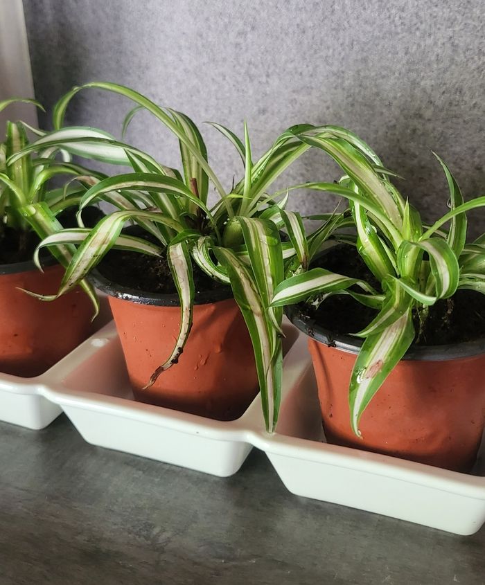 Plante a - photo numéro 4