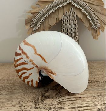 Grand coquillage nautile