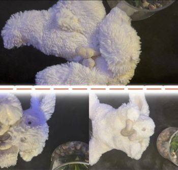 lapin doudou et compagnie