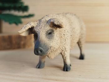 Collecta Cochon Figurine animal de la ferme