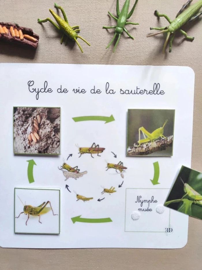 Kit cycle de vie de la sauterelle Montessori - photo numéro 2