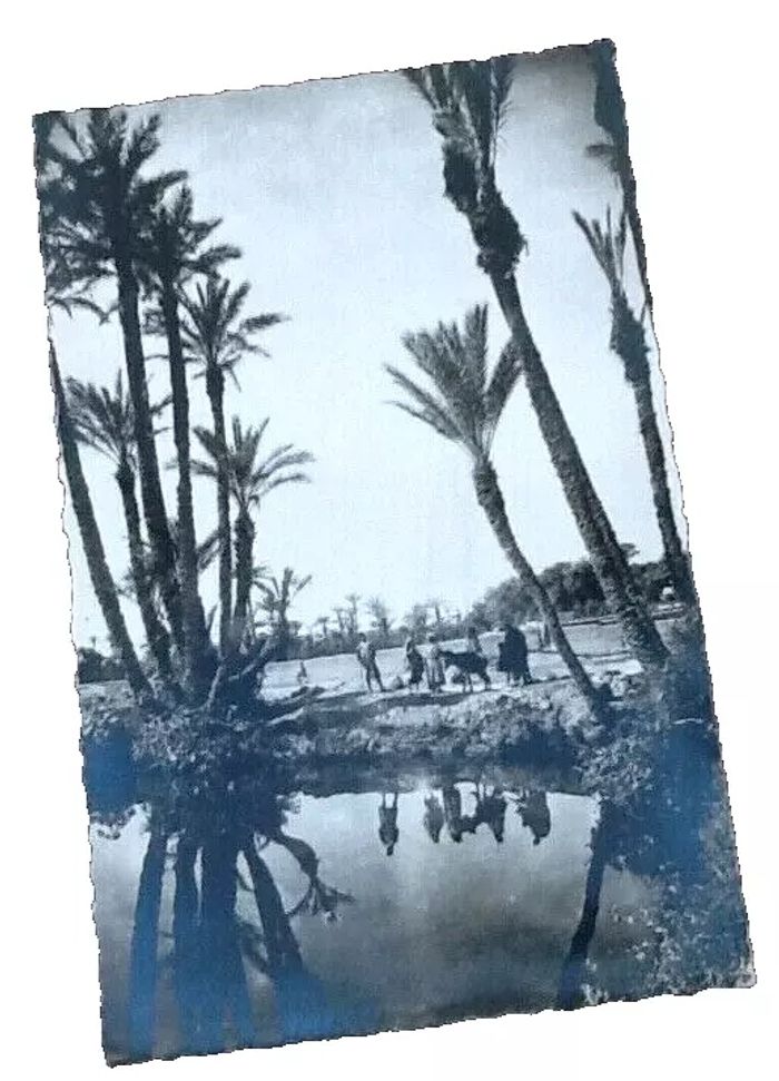 Carte postale (Maroc) Marrakech Dans la Palmeraie
