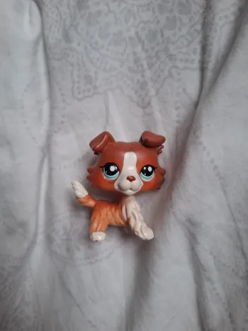 Petshop colley