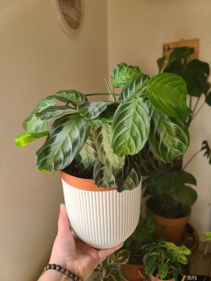 Maranta Silver Band (plante) - photo numéro 7