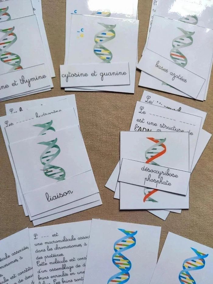 Cartes de nomenclature de L'ADN - photo numéro 4
