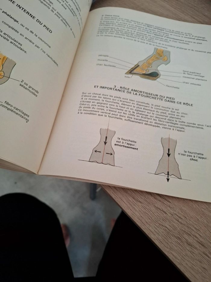 Magnifique livre sur la préparation des chevaux - photo numéro 4
