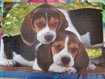 Puzzle 2 chiens 500 pièces