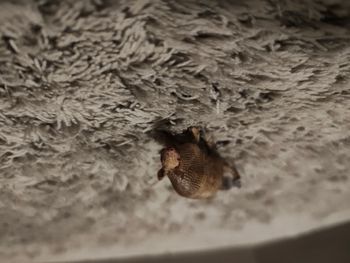 Figurine Schleich Tatou