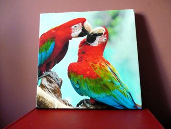 Cadre perroquet decoration murale maison multicolre TBE