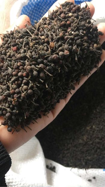 100g de poivre sauvage voatsiperifery de Madagascar